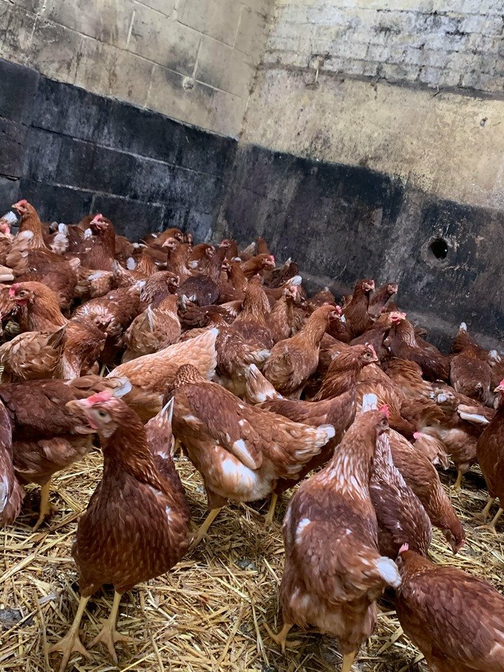 16 week old Warren Hens/Chickens in Leslie, Fife Gumtree