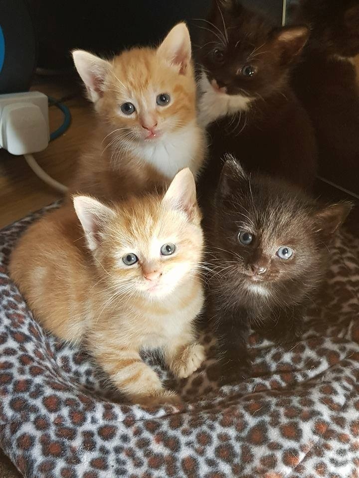 SWEET KITTENS in Luton, Bedfordshire Gumtree