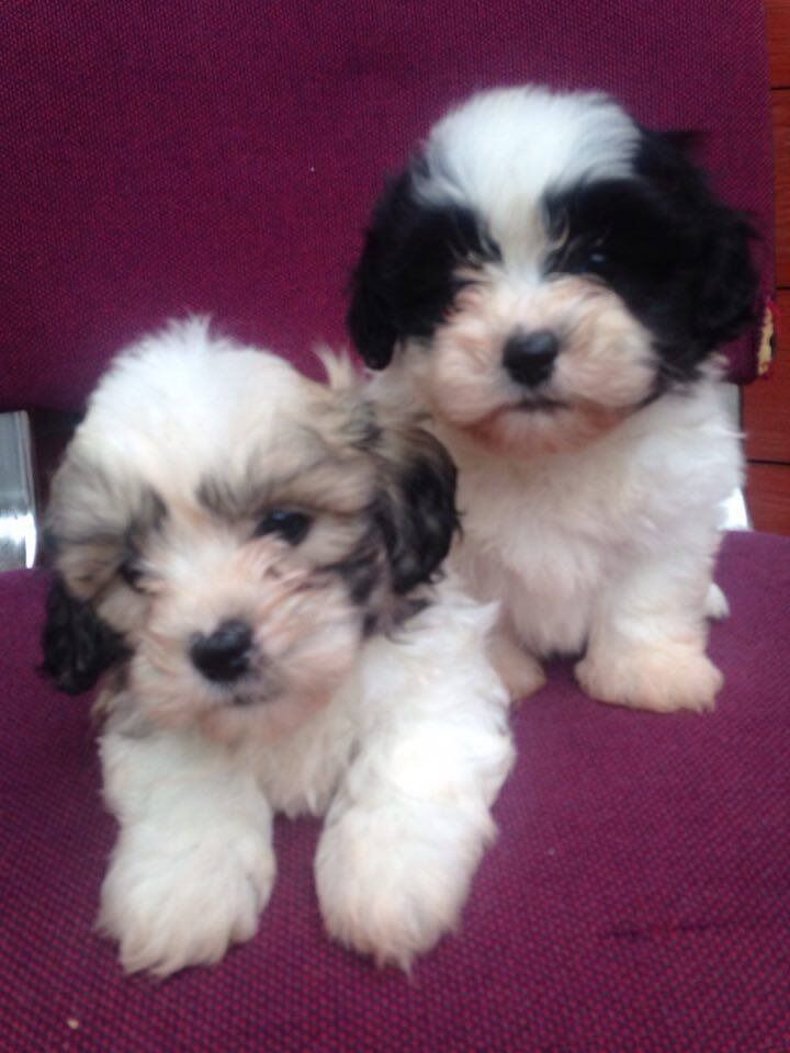 13+ Bichon Frise Mixed With A Shih Tzu