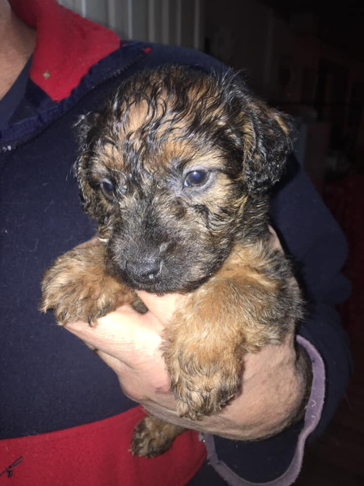 Lakeland x Patterdale pups for sale in Castle Douglas, Dumfries and