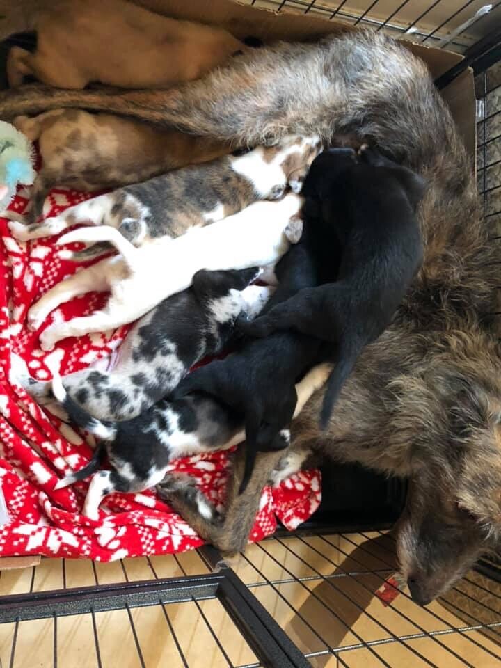 LURCHER PUPPIES | in Portsmouth, Hampshire | Gumtree