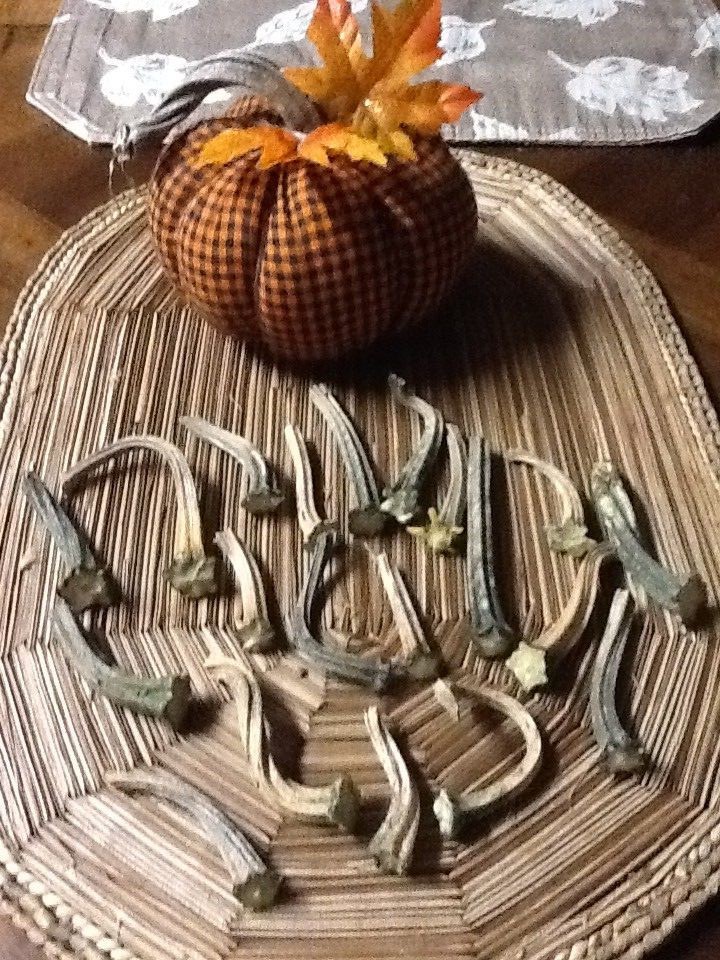 Pumpkin Stems 20 Small Excellent Quality Naturally Dried Stems  2