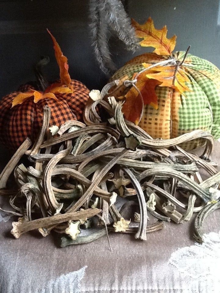Pumpkin Stems 50 Excellent Quality Naturally Dried Stems  