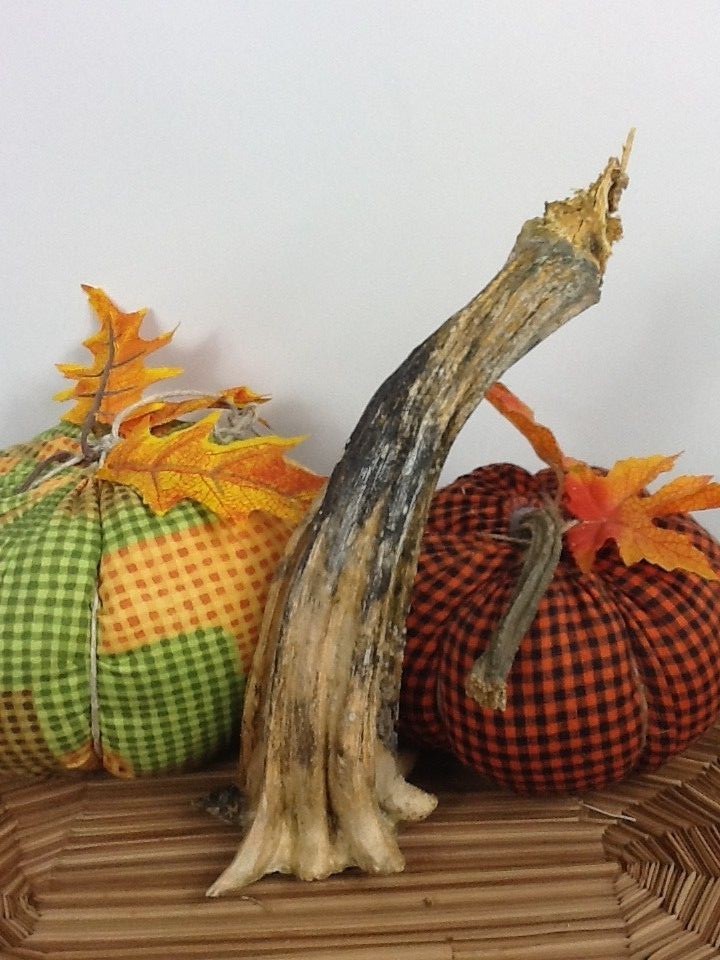 Pumpkin Stem 1 Huge Naturally Dried 9