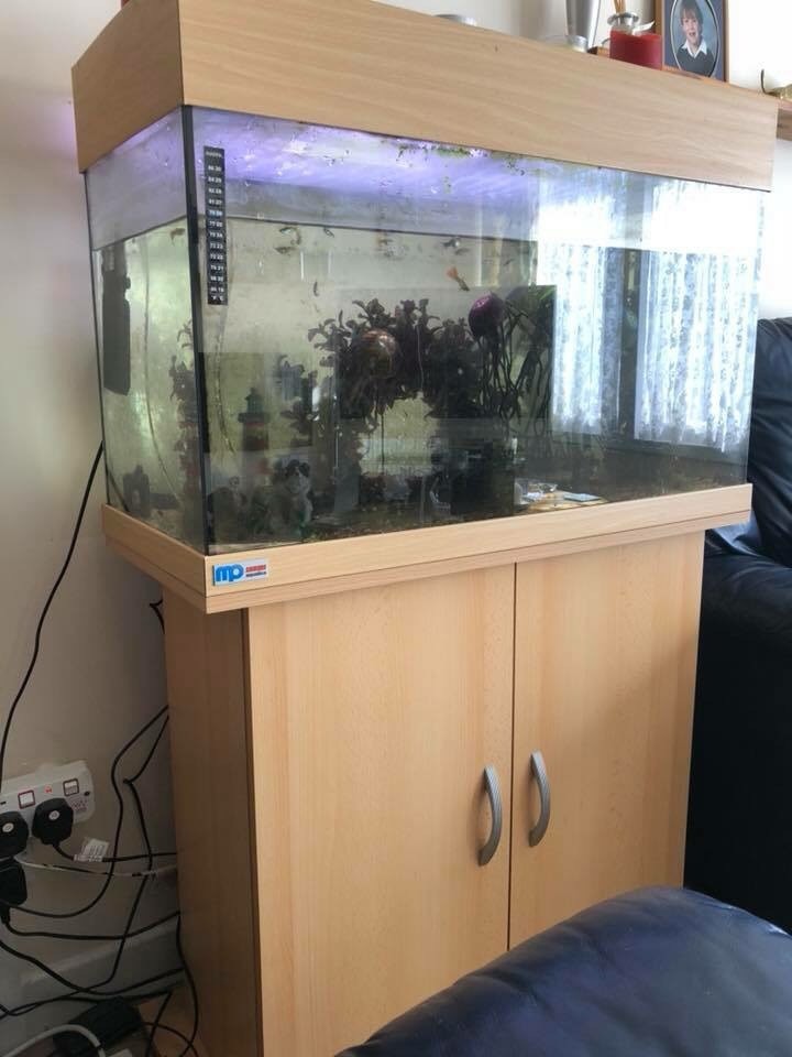 150 Liter Fish Tank With Stand and Fish in Kemnay, Aberdeenshire
