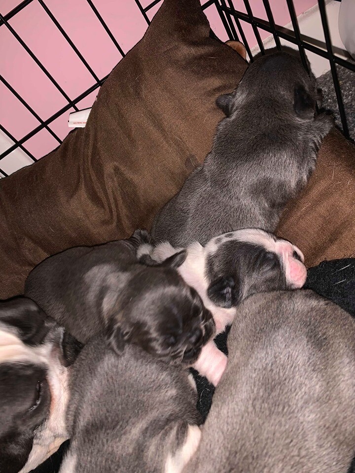 French Bulldog Puppies for Sale in Aberdeen Gumtree