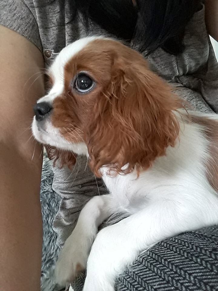 cavalier king charles puppies in StokeonTrent, Staffordshire Gumtree