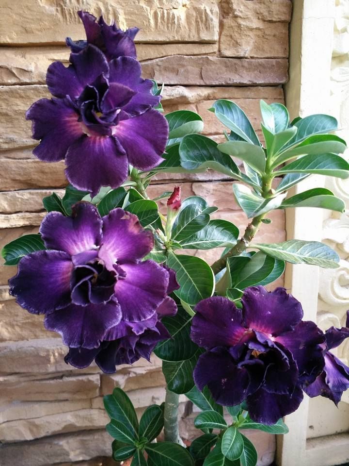 4 Purple Desert Rose Seeds Adenium Flower Perennial Flowers Seed 212 US SELLER