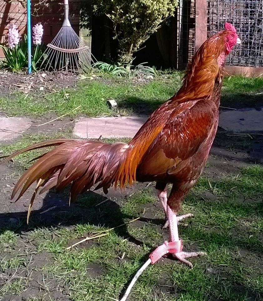 Aseel chicken for sale in Holbeach, Lincolnshire Gumtree