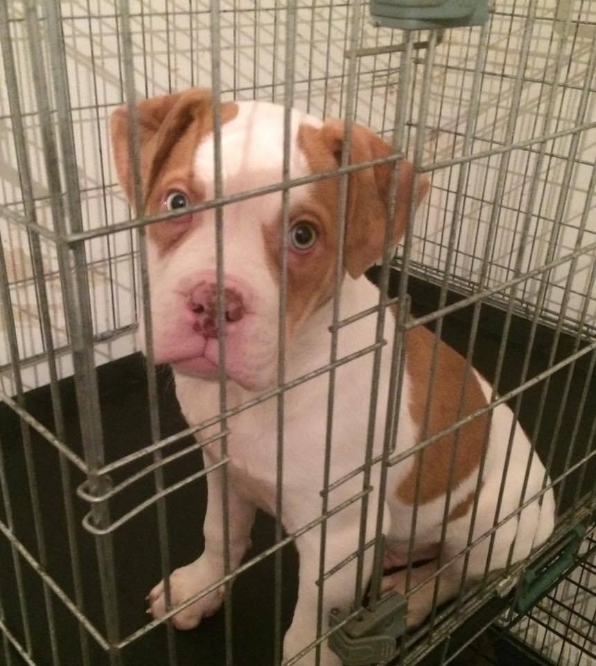 Alapaha Blueblood Bulldog blue eyes cryptic merle male , in Maltby