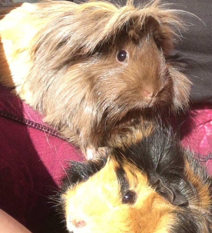 2 female guinea pigs for sale in Kirkliston, Edinburgh Gumtree