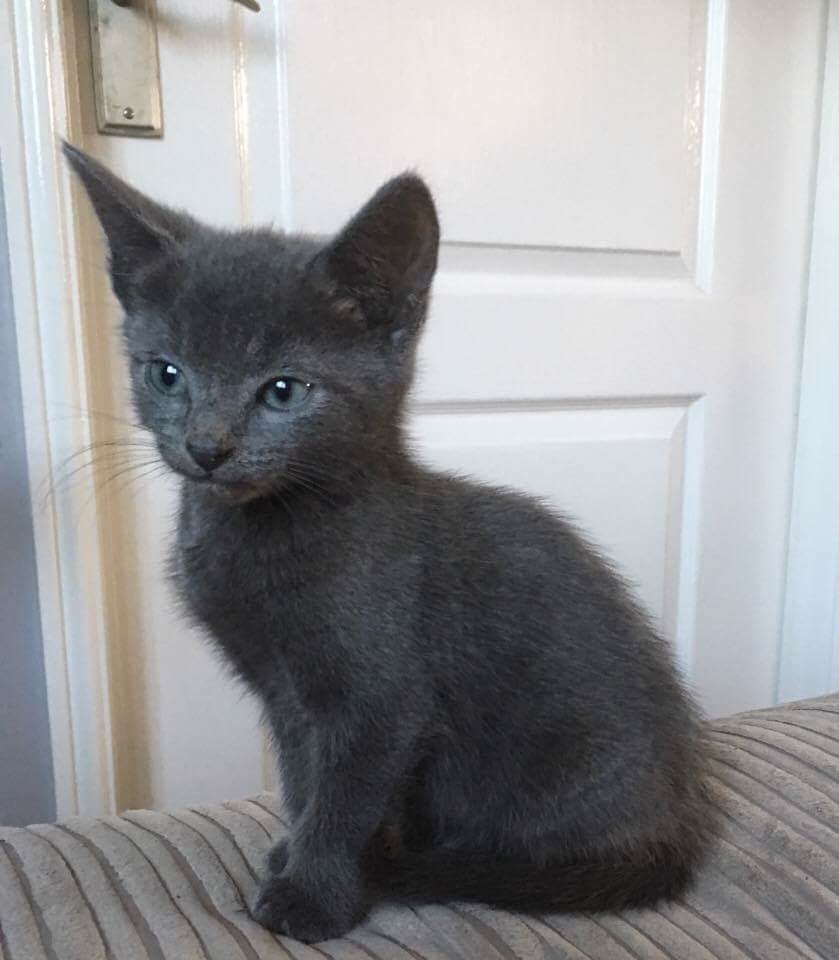 Grey & Tabby Kittens in Ayr, South Ayrshire Gumtree