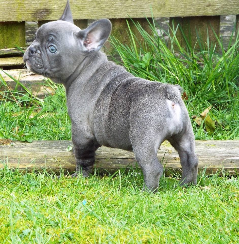 french bulldog fawn pied | in Fauldhouse, West Lothian | Gumtree