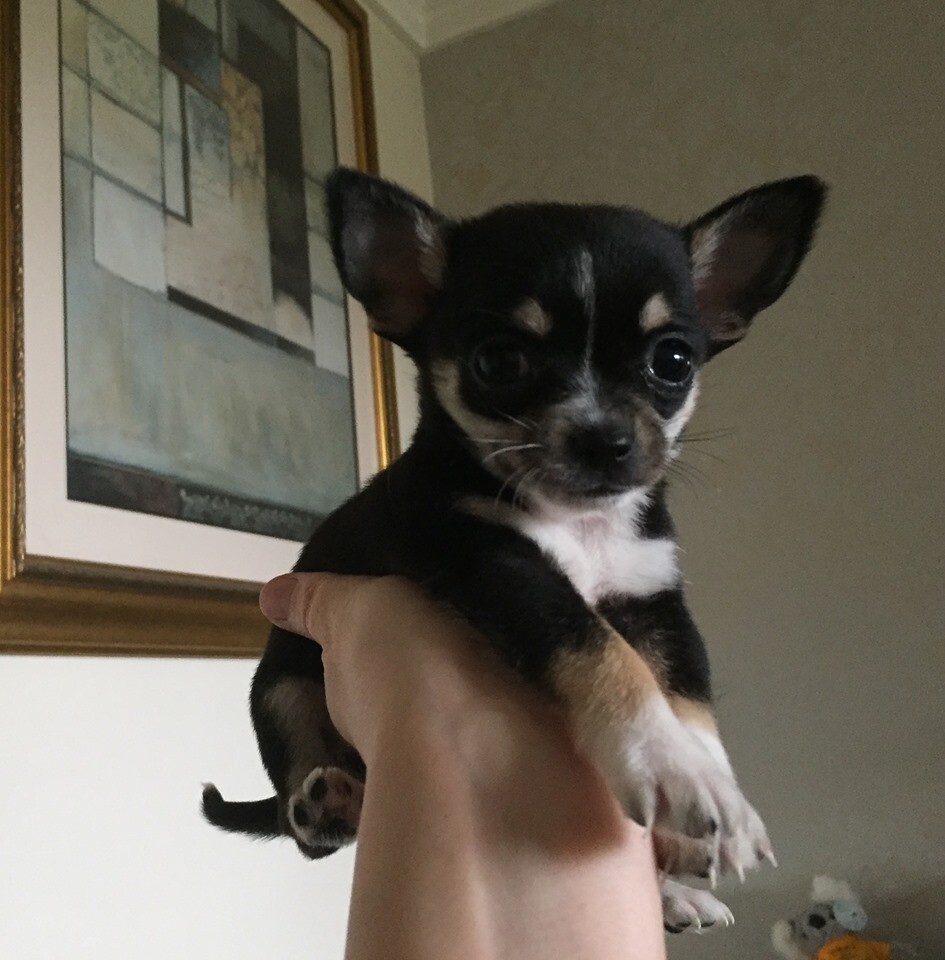 Chihuahua Puppies For Sale In Londonderry County Londonderry