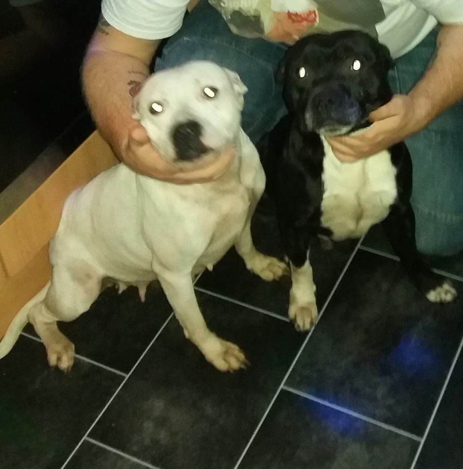 2 Staffy Dogs For Sale in St Helens, Merseyside Gumtree