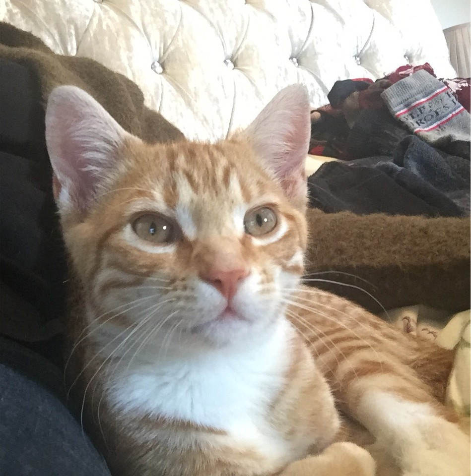Ginger Tom cat in Holsworthy, Devon Gumtree