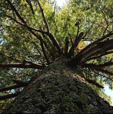  Made To Order 16(oz) 1lb Bulk Sifted Organic North Eastern White Pine Needles 