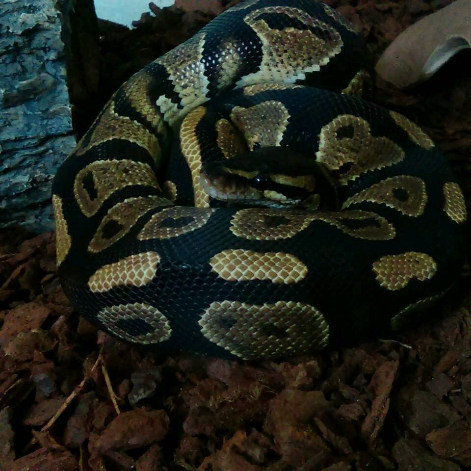Royal/ball python in Auckland, County Durham Gumtree