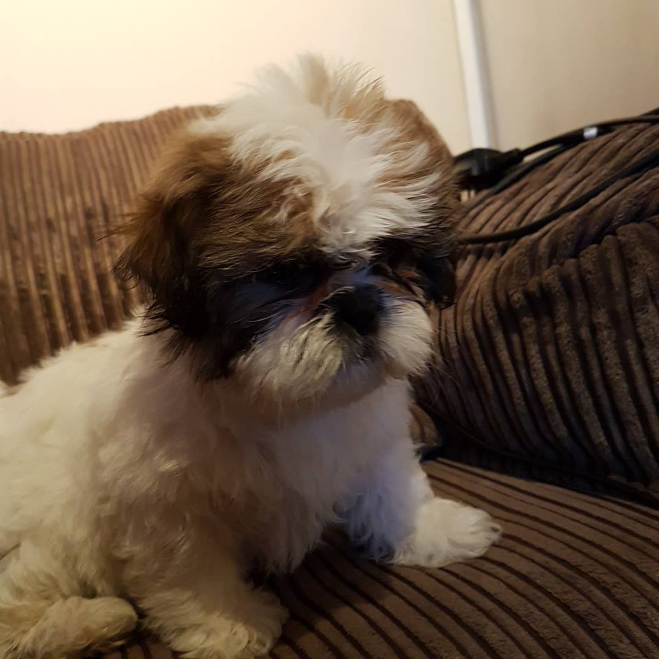 Shih tzu puppy girl for sale in Lanark, South Lanarkshire Gumtree