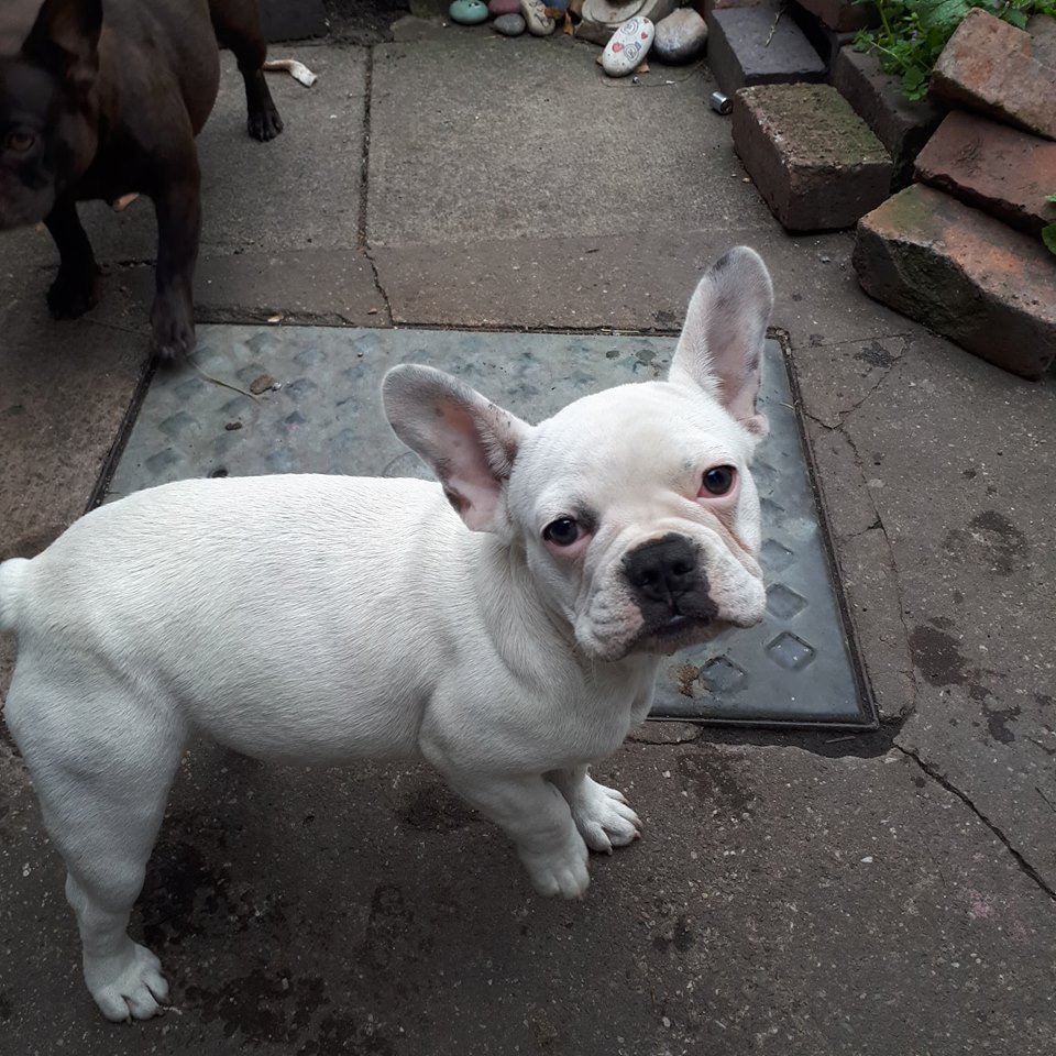 kc reg french bulldog kennel club reg in Ilkeston, Derbyshire Gumtree