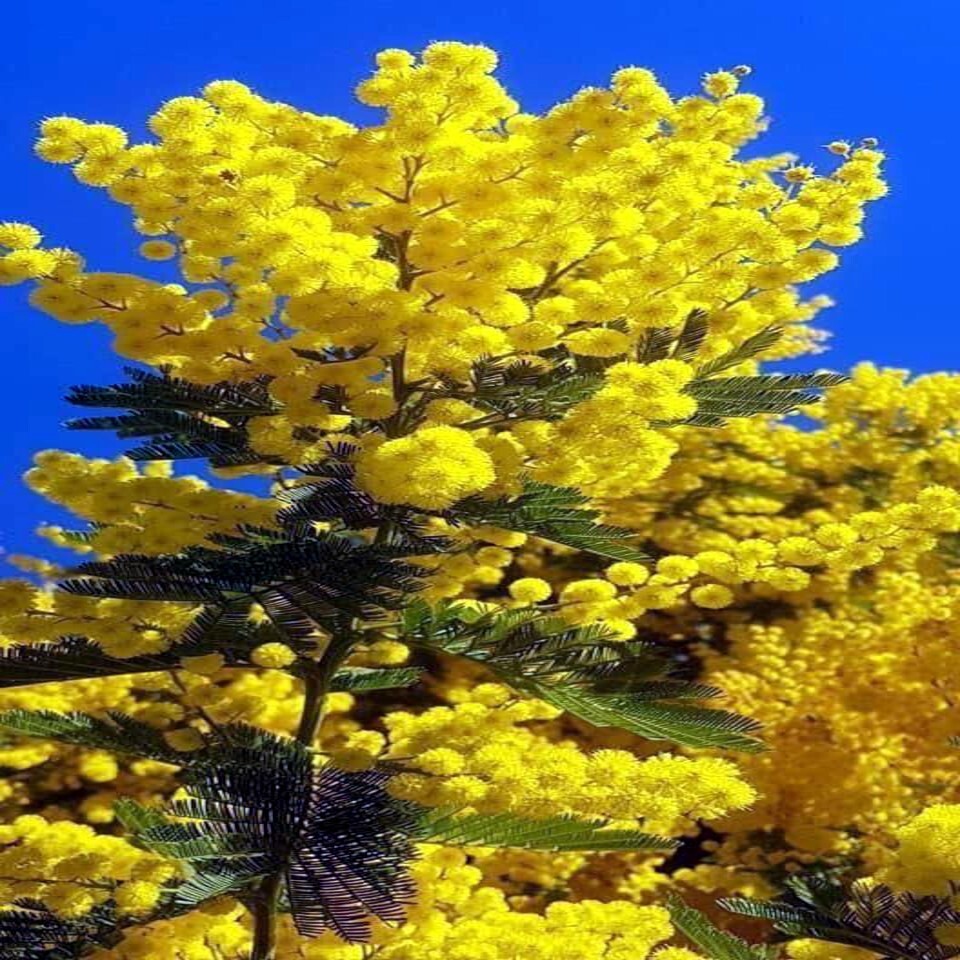 Graines Acacia Terminalis - 10x - Arbuste Australien - Jardin, Terrasse - Hauteur Jusqu'à 6 M - Plante Mellifère - 8