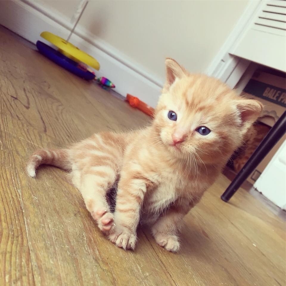 2 Beautiful ginger kittens for sale in Middlesbrough, North Yorkshire
