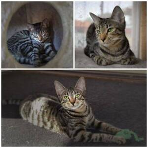 tippi 2445 vet