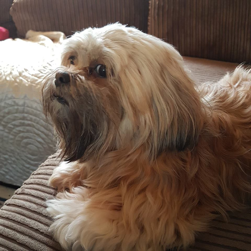 Beautiful Lhasa Apso pups for sale last boy in Lanark, South