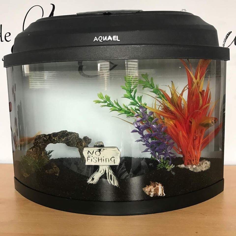 2 Goldfish, Tank & Accessories. in Woodbridge, Suffolk Gumtree