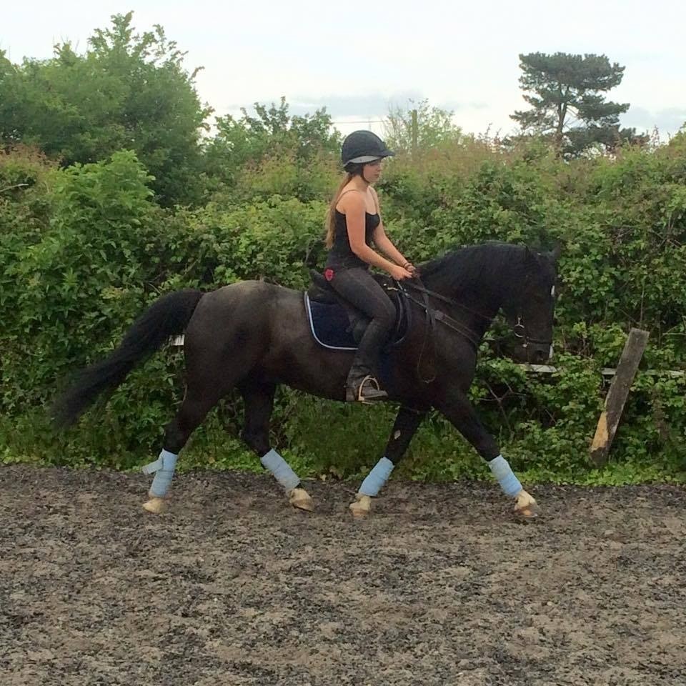 14hh Welsh X for full loan in Stamford, Lincolnshire Gumtree