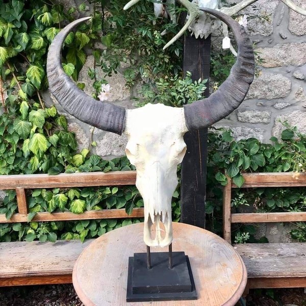 Buffalo Horn for sale in UK 32 used Buffalo Horns