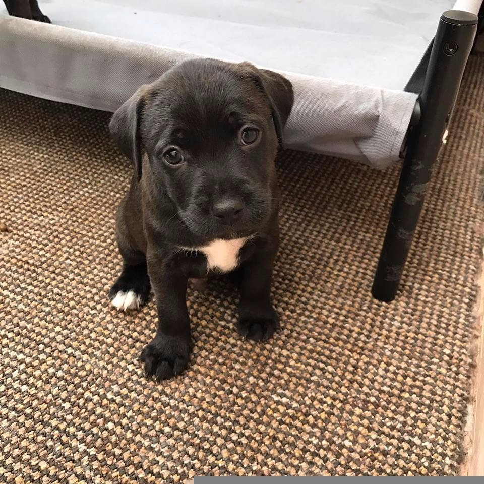 Staffy x Patterdale puppies in Chorley, Lancashire Gumtree