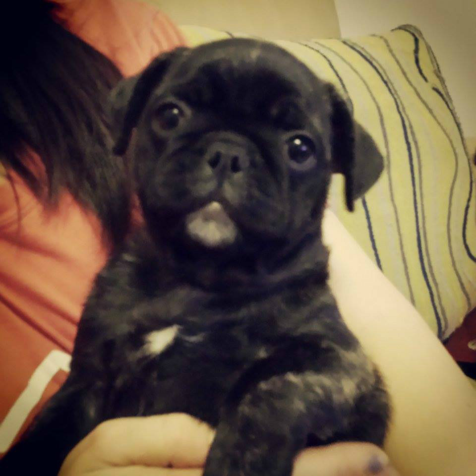 Frug puppy for sale Half Pug, Half French Bulldog. * girl * in