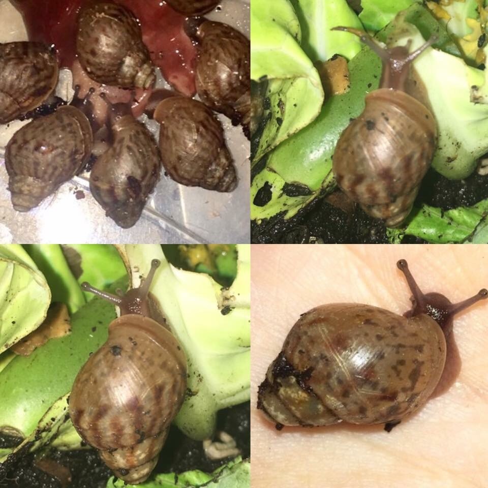 Baby giant African land snails in Airdrie, North Lanarkshire Gumtree
