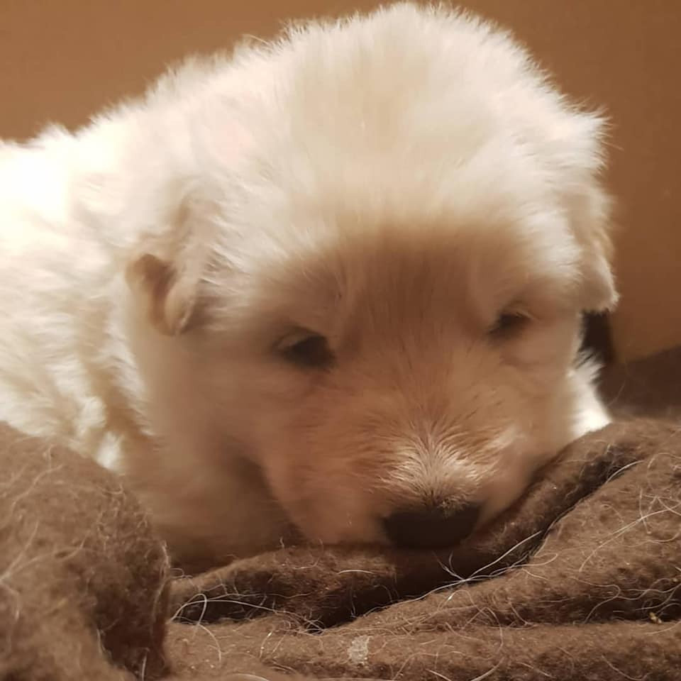 2x White German Shepherd Puppies for Sale. in Coatbridge, North
