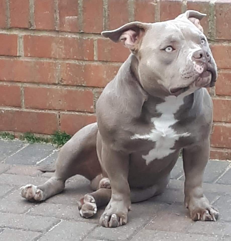 Pocket bully dog in Portsmouth, Hampshire Gumtree