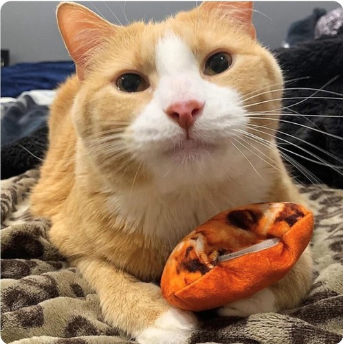 Meowijuana Refillable Fun Catnip Cat Toy - Get Baked Cookie