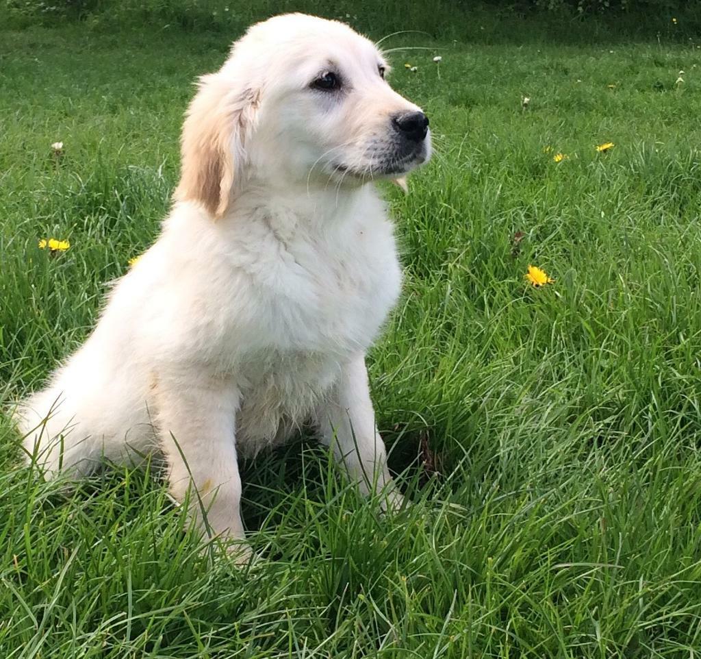 Golden retriever puppies in Swanley, Kent Gumtree