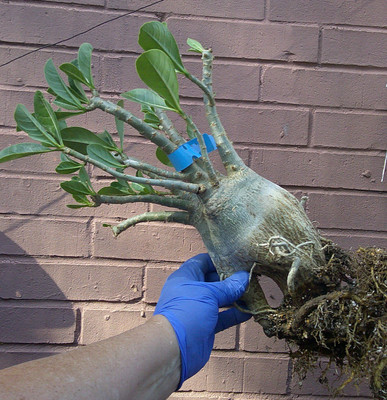 Adenium Desert Rose Arabicum BIG OLD BLOCKY SQUARE Caudex FREE SHIP!!!  