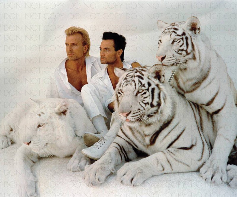 SIEGFRIED & ROY IN WHITE 8X10 PUBLICITY PHOTO / Archival Magicians Photo Reprint