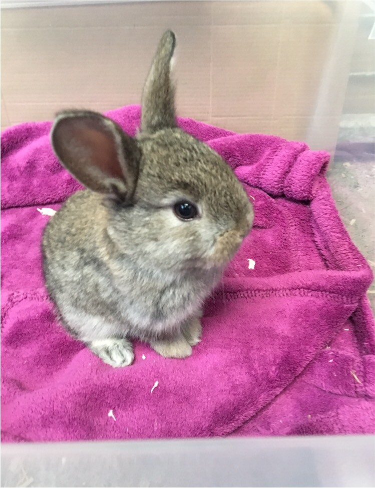 Friendly mini lop x lionhead baby rabbits for sale in Hamilton, South