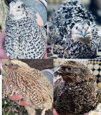 30 + Jumbo Coturnix Quail Hatching Eggs, Pearl, Italian, Texas A&M XXL White..