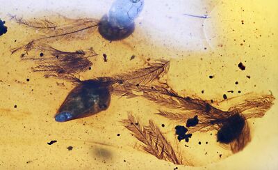 Rare Aves (Bird Feather), Fossil Inclusion in Burmese Amber