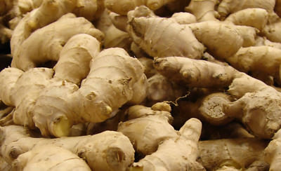GINGER ROOT 100 % PURE AND NATURAL ESSENTIAL OIL. Undiluted up to 16oz.5-10% off