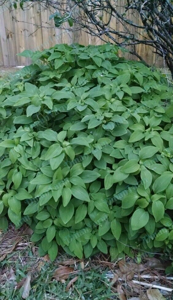 3 Alstroemeria Psittacine Parrot Flower Peruvian Princess Lily Cluster of Tubers