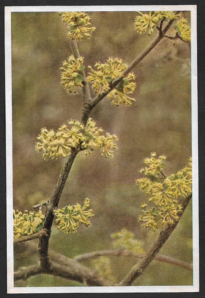 (BL) Germany From Wood & Fields Collector Card-Cornus mas