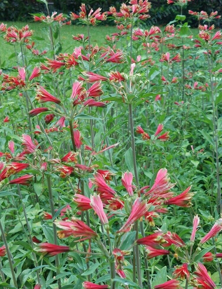 3 Alstroemeria Psittacine Parrot Flower Peruvian Princess Lily Cluster of Tubers