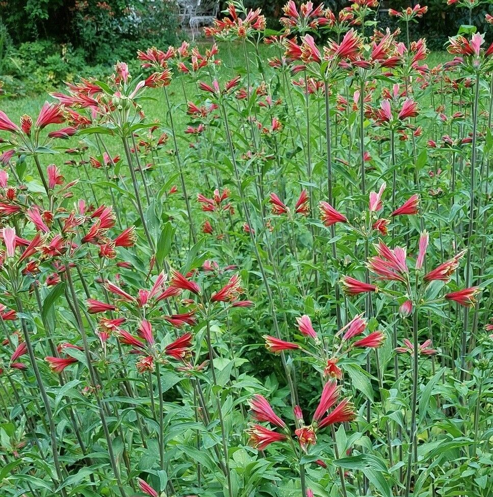 3 Alstroemeria Psittacine Parrot Flower Peruvian Princess Lily Cluster of Tubers