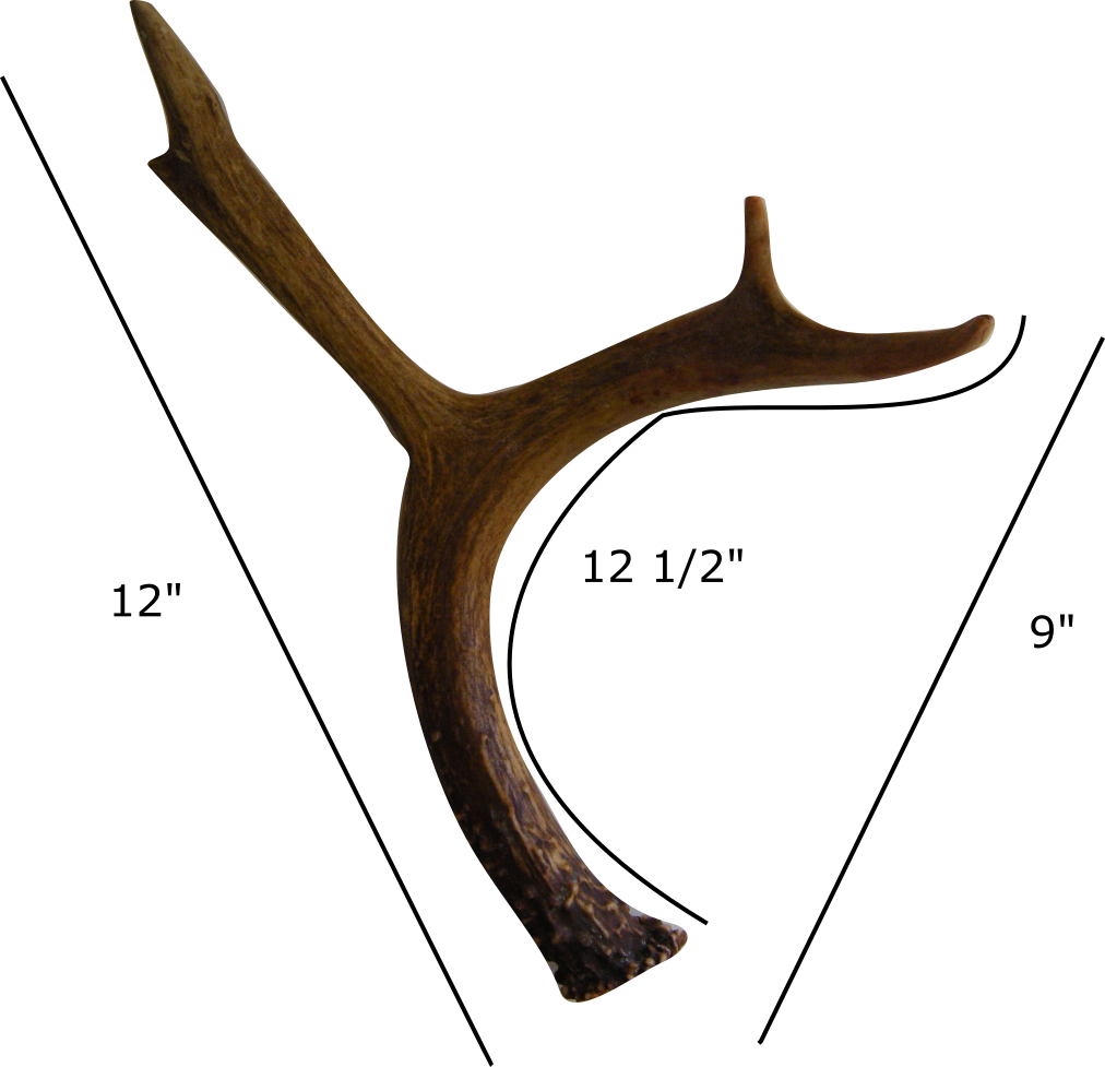 Deer Antler Shed (1 pair)