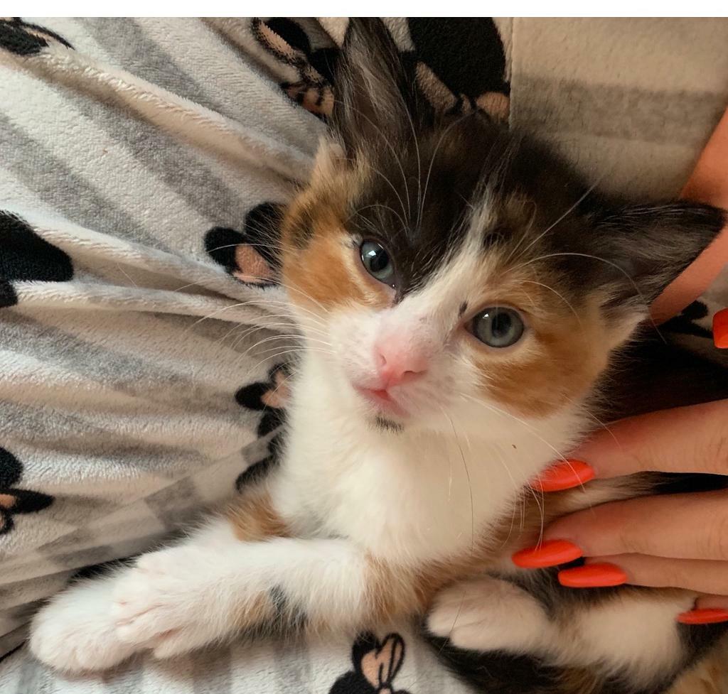 1 MALE & 2 FEMALE KITTENS FOR SALE in Bicester, Oxfordshire Gumtree